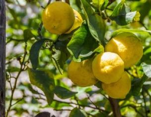 Толкование сна лимонное дерево в сонниках