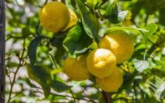 Толкование сна лимонное дерево в сонниках